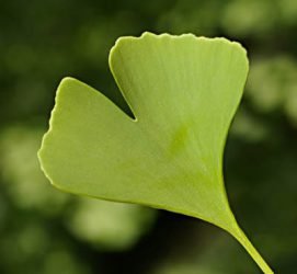 Ginkgo Baum pflanzen