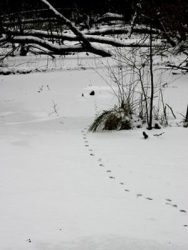 Ein Fuchs ist durch den Schnee gelaufen