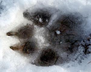 Hundespur im Schnee