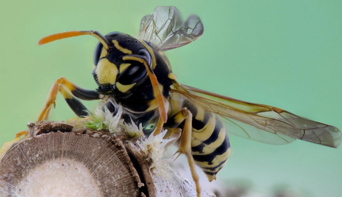 Haben Sie gewusst dass es Pflanzen gibt, deren Geruch Wespen fern hält da sie diesen verabscheuen?