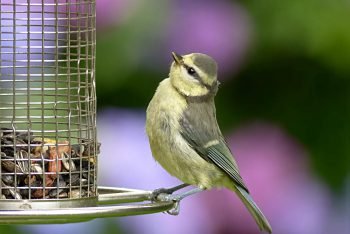 vögel auch im Sommer füttern