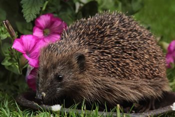 hitzetipps für tiere