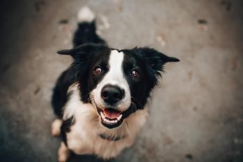 Hundeversicherungen machen Sinn, um unplanbare Kosten zu vermeiden.