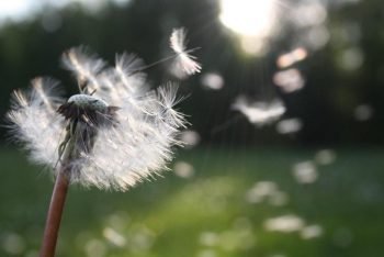 Heuschnupfen den Schrecken nehmen