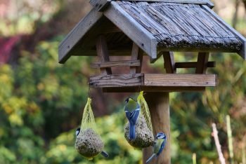 Vögel füttern: Im Winter ein Highlight für Enkelkinder