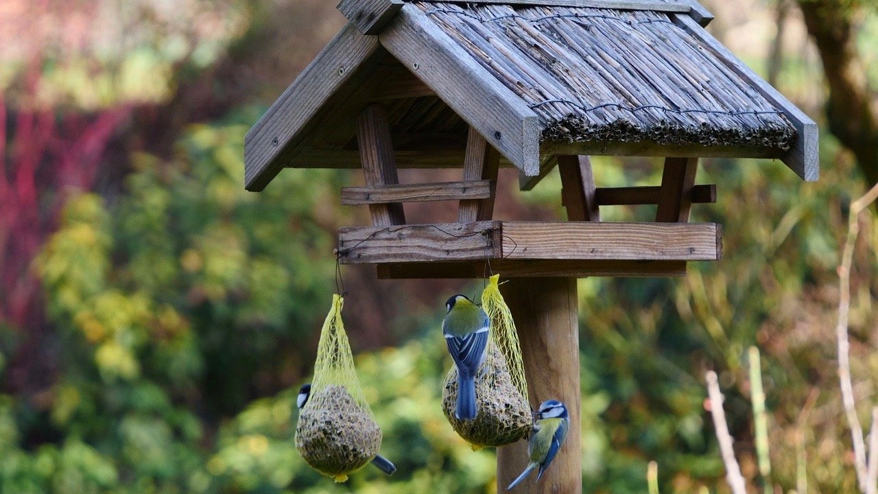 Vögel füttern: Im Winter ein Highlight für Enkelkinder