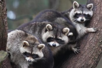 Wildpark Schwarze Berge