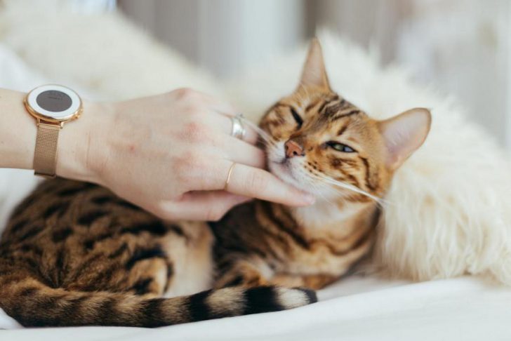 Wer bereits eine Katze hat, weiß um die beruhigende Wirkung ihres Schnurrens.