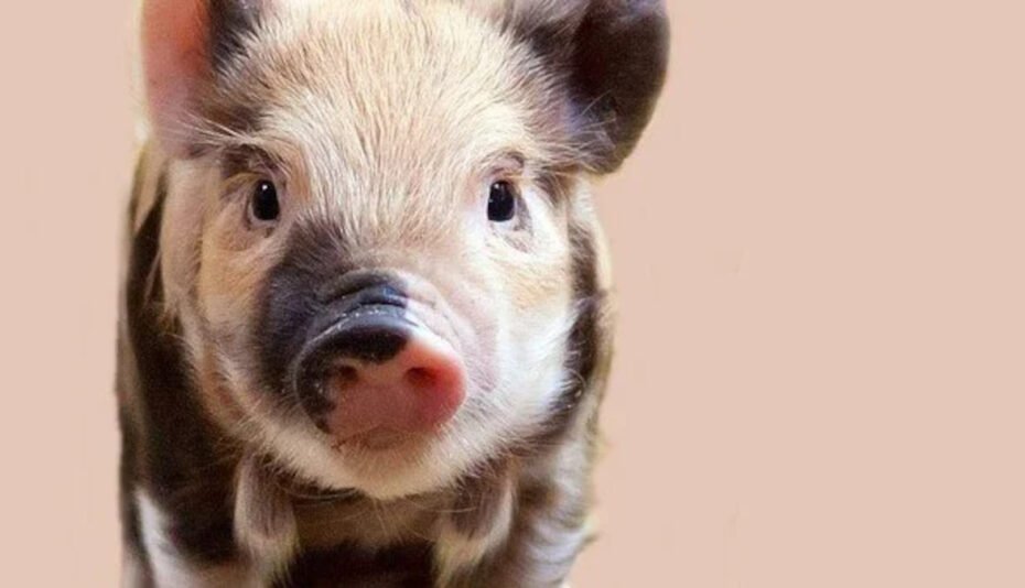 Glücksbringer-für-das-neue-jahr